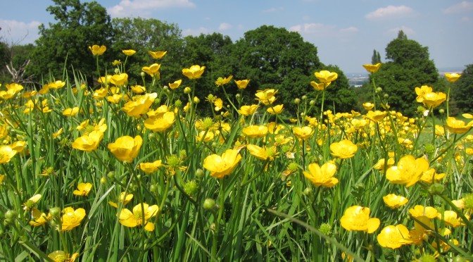 Shrewsbury Park Pollen Foraging Walk and Apiary Visit – Sunday 13 May